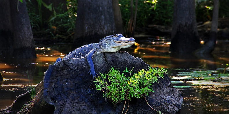 Louisiana Alligator