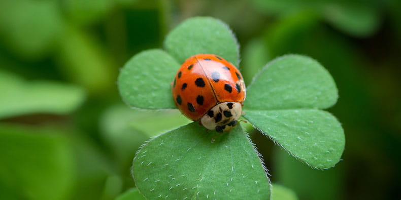 Symbols  of Good Luck