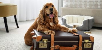 Pet-Friendly Hotels in Las Vegas