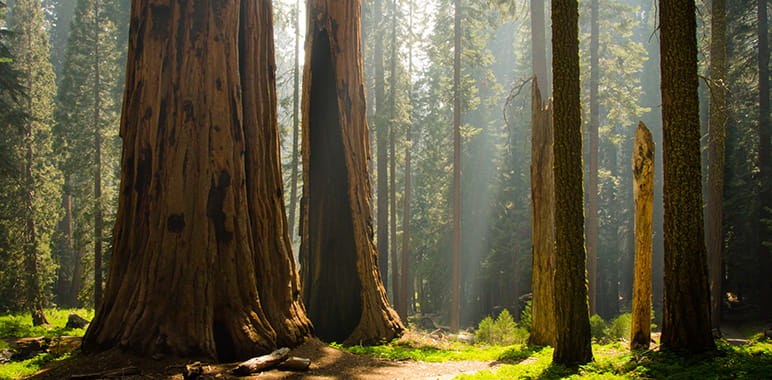 Sequoia National Park