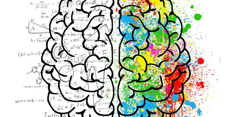 Different Areas of the Brain 